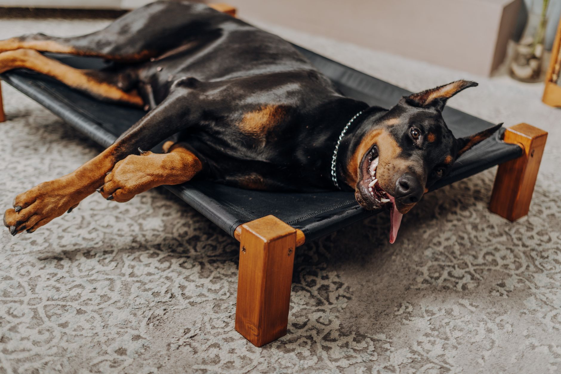 Best Dog Bed vs Elevated Dog Bed: Which Is Better for Your Home Office? - Prime Reviews Pro