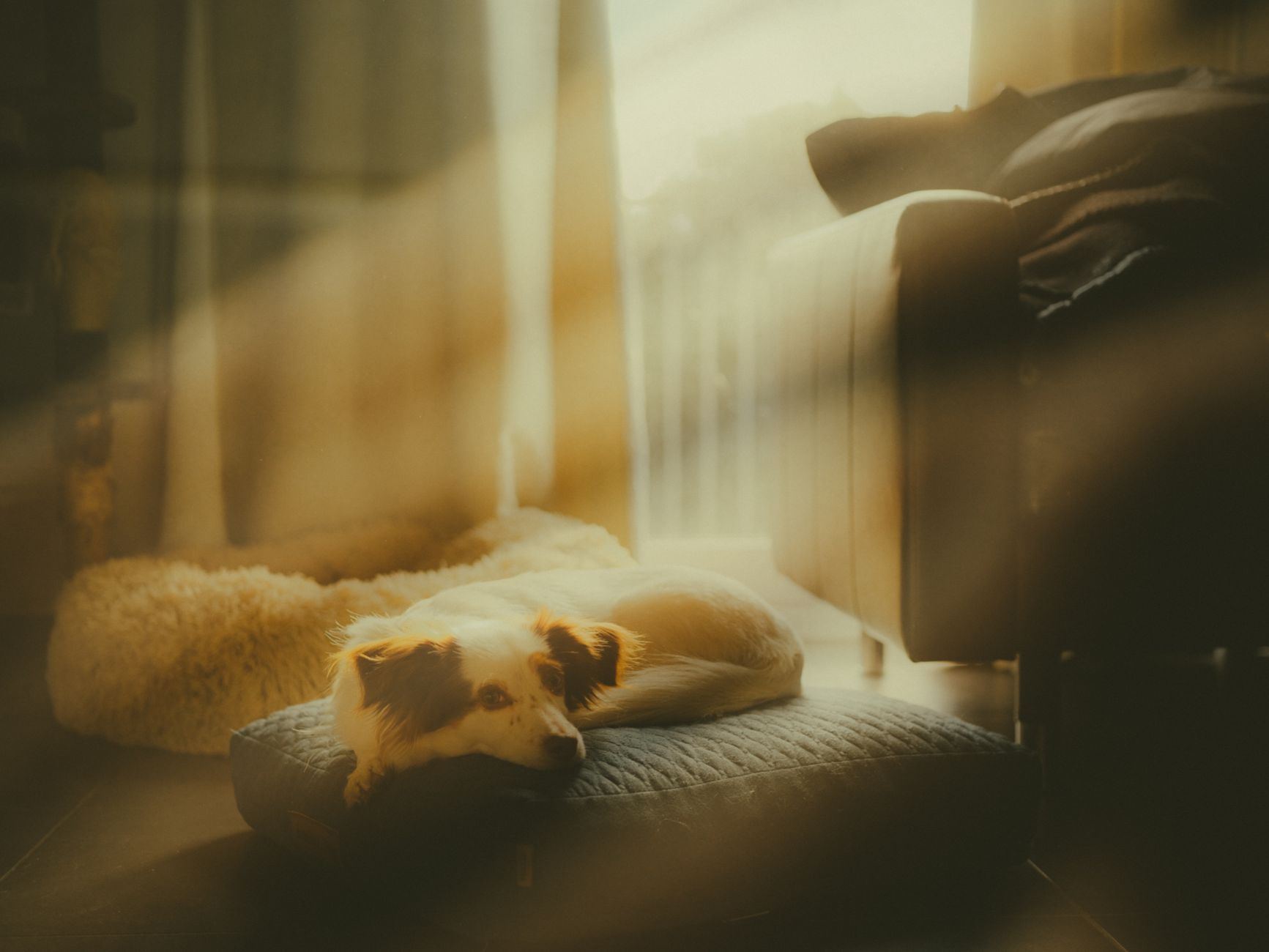 Dog Bed or Elevated: What's Best? — Introduction – More Than Just a Place to Sleep