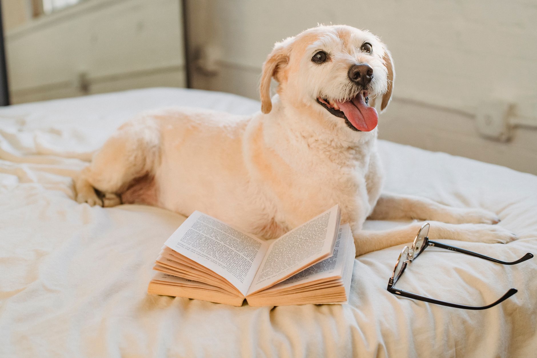 Dog Bed or Elevated: What's Best? — Frequently Asked Questions